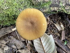 Cyptotrama glabra