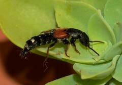 Platydracus stercorarius