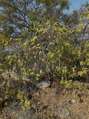 Wrightia tinctoria