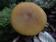 Cyptotrama glabra