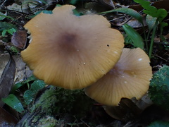 Cyptotrama glabra