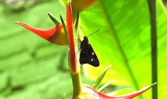Eudaminae