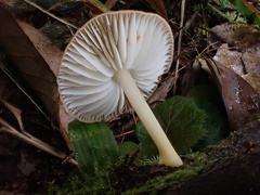 Cyptotrama glabra