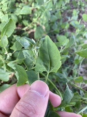 Atriplex prostrata