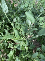 Atriplex prostrata