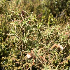 Dracophyllum recurvum