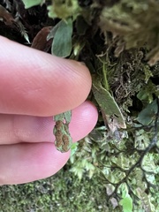 Notogrammitis ciliata