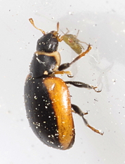 Ceratomegilla rufocincta