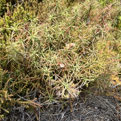 Dracophyllum recurvum