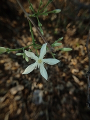 Wrightia tinctoria
