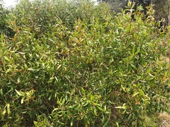 Myoporum acuminatum