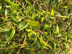 Myoporum acuminatum