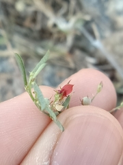 Indigofera linifolia