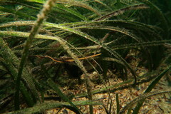 Stigmatopora narinosa