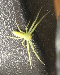 Cetratus rubropunctatus