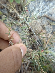 Indigofera linifolia