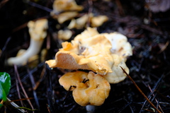 Hydnum oregonense