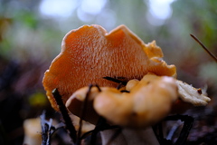 Hydnum oregonense