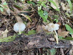 Cyptotrama glabra