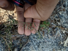 Indigofera linifolia