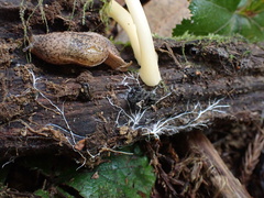 Cyptotrama glabra