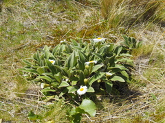 Celmisia verbascifolia