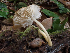 Cyptotrama glabra