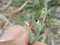 Indigofera linifolia