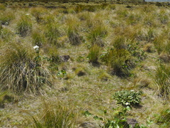 Celmisia verbascifolia