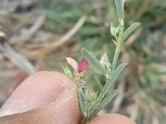 Indigofera linifolia