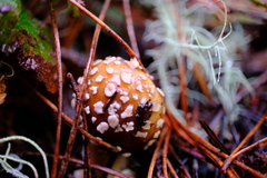 Pantherinae