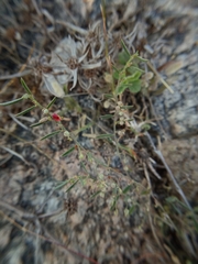 Indigofera linifolia