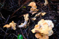 Hydnum oregonense