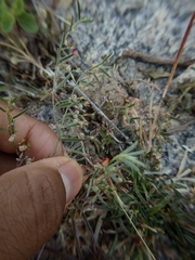 Indigofera linifolia