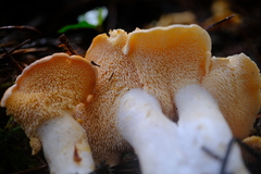 Hydnum oregonense