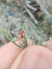 Indigofera linifolia