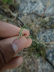 Indigofera linifolia
