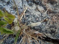 Gomphrenoideae