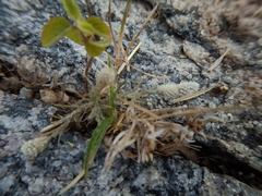 Gomphrenoideae