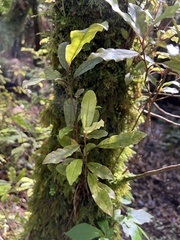 Quintinia serrata