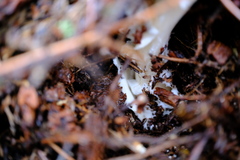 Amanita pachycolea