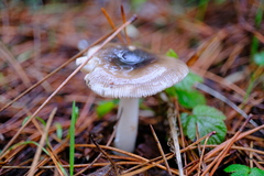 Amanita pachycolea