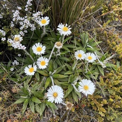 Celmisia spectabilis spectabilis