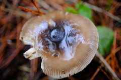 Amanita pachycolea