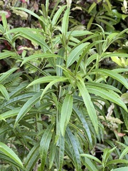 Melicytus lanceolatus
