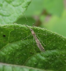 Empicoris rubromaculatus