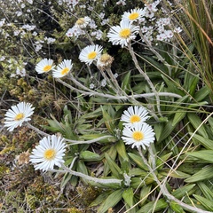 Celmisia spectabilis spectabilis