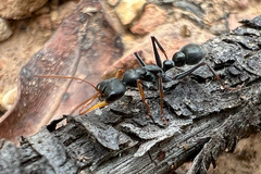 Myrmecia pilosula