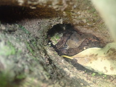 Stanisicarion aquila