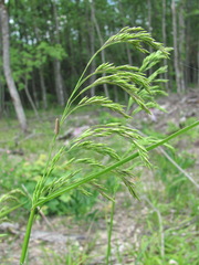 Festuca drymeja